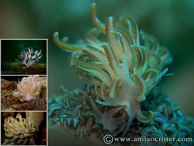 Scuba Dive in Anilao - Underwater Macro Photography, Anilao Muck dive